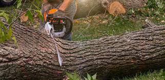 Best Tree and Shrub Care  in Lyndonville, VT